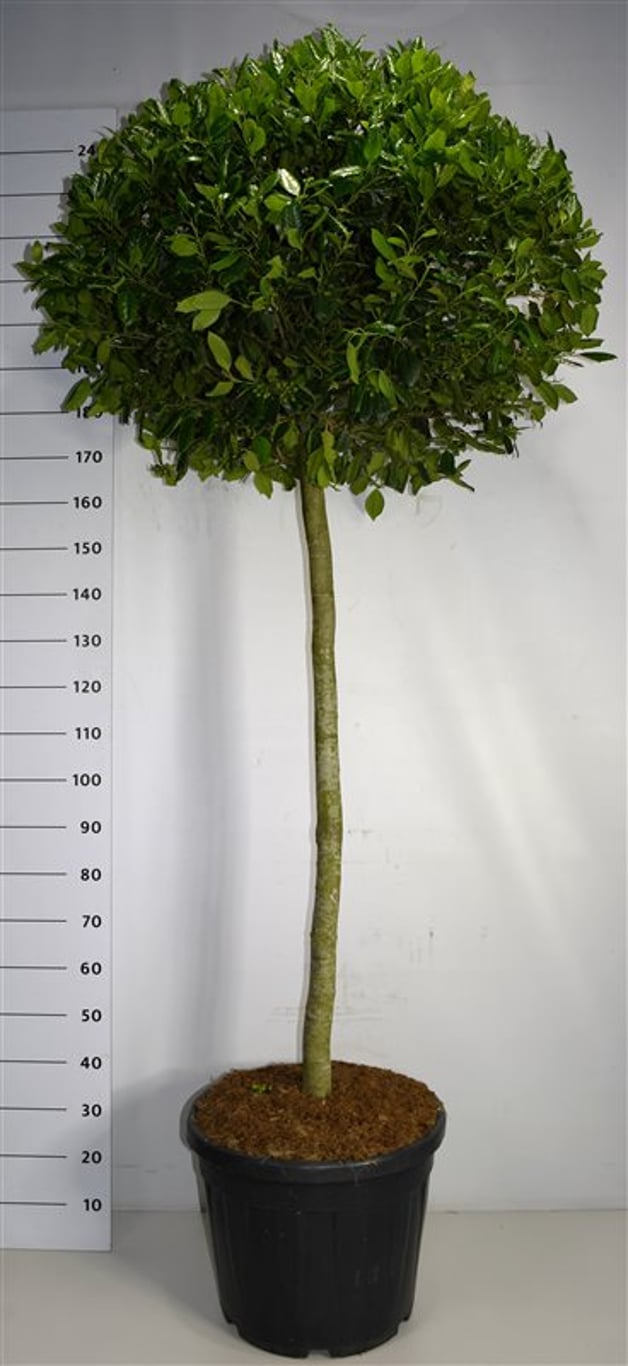Ilex 'Nellie R. Stevens' - 120 CM Stem Cont.
